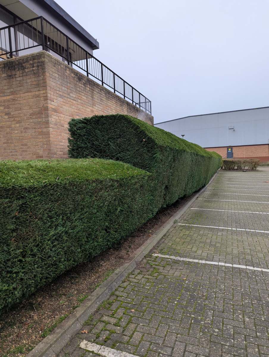 Beautiful garden with neat lawn edges, vibrant plants, and expertly maintained flowerbeds, designed by Seaby's Grounds Maintenance in Cambridge.