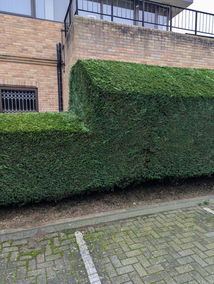 Well-maintained garden featuring lush greenery, neat flowerbeds, and vibrant plants, designed and cared for by Seaby's Grounds Maintenance in Cambridge.
