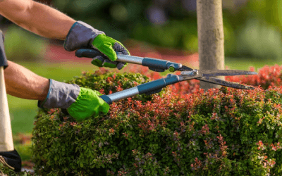 Vertical Gardens & Living Walls: Are They The Future of Urban Landscaping?